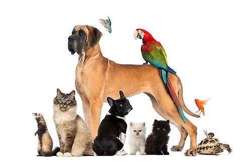 En grupp av husdjur. Hundar, katter, fåglar, sköldpadda, iller och snigel. 